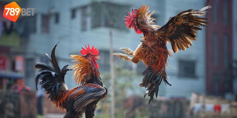 การชนไก่ด้วยมีดและสิ่งที่คุณต้องรู้